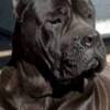 Cane Corso Cane Corso puppies