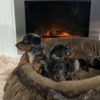 Dachshund Long-haired dwarf dachshunds, merles