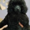 Poodle Miniature Poodle Puppies for Sale