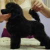 Poodle Miniature Poodle Puppies for Sale