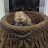 Pomeranian Pomeranian puppies of top quality