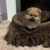 Pomeranian Pomeranian puppies of top quality