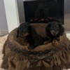 Dachshund Long haired miniature dachshund, beautiful puppies