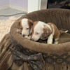 Dachshund Dwarf Shorthair Dachshunds Extra Mini