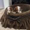 Dachshund Dwarf Shorthair Dachshunds Extra Mini