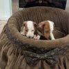 Dachshund Dwarf Shorthair Dachshunds Extra Mini