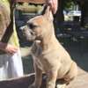 Cane Corso Cane Corso Formentino Male Puppies for Sale