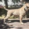 Cane Corso Cane Corso Formentino Male Puppies for Sale