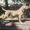 Cane Corso Cane Corso Formentino Male Puppies for Sale