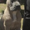 Cane Corso Cane Corso Formentino Male Puppies for Sale