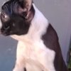 Boston Terrier Boston Terrier – Puppies