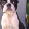 Boston Terrier Boston Terrier – Puppies