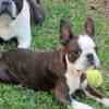 Boston Terrier Boston Terrier – Puppies