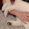White Shepherd White Swiss Shepherd – Puppies