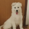 White Shepherd White Swiss Shepherd – Puppies