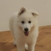 White Shepherd White Swiss Shepherd – Puppies
