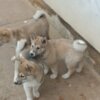 West Siberian Laika West Siberian Laika puppies
