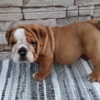 Bulldog English bulldog