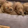 Other Cockapoo Red Puppies