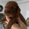 Other Cockapoo Red Puppies