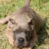 Cane Corso Cane Corso puppies