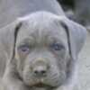 Cane Corso Cane Corso puppies