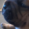 Dogue de Bordeaux Dogue de Bordeaux Puppies