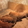 Dogue de Bordeaux Dogue de Bordeaux Puppies