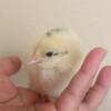 Other farm animals Baby Chickens