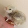 Other farm animals Baby Chickens