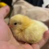Other farm animals Baby Chickens