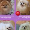 Pomeranian Pomeranian Kennel Selling Young Female Dogs