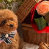 Poodle Beautiful Toy and Miniature Poodle Puppies