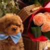 Poodle Beautiful Toy and Miniature Poodle Puppies