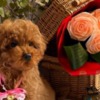 Poodle Beautiful Toy and Miniature Poodle Puppies