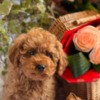 Poodle Beautiful Toy and Miniature Poodle Puppies