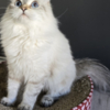 Siberian Neva Mascarade Siberian Cat