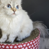 Siberian Neva Mascarade Siberian Cat