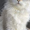 Siberian Neva Mascarade Siberian Cat