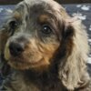 Dachshund Long-haired Dachshund Puppies for Sale
