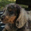 Dachshund Long-haired Dachshund Puppies for Sale