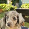 Dachshund Long-haired Dachshund Puppies for Sale