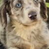 Dachshund Long-haired Dachshund Puppies for Sale