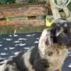 Dachshund Long-haired Dachshund Puppies for Sale