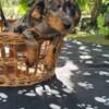 Dachshund Long-haired Dachshund Puppies for Sale