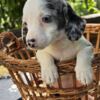 Dachshund Long-haired Dachshund Puppies for Sale