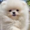 Pomeranian Pomeranian BOO Teddy Bear Type – Pomeranian Spitz Puppies