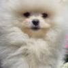 Pomeranian Pomeranian BOO Teddy Bear Type – Pomeranian Spitz Puppies
