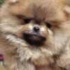 Pomeranian Pomeranian BOO Teddy Bear Type – Pomeranian Spitz Puppies