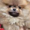 Pomeranian Pomeranian BOO Teddy Bear Type – Pomeranian Spitz Puppies